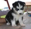 -AKC-registered-male-siberian-husky-puppies-