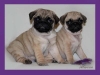 -pug-puppies-for-a-loving-home